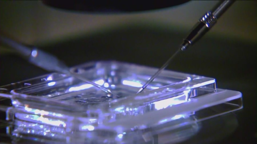 AI Revolutionizes In-Vitro Fertilization with New Tools - THENCVOICE